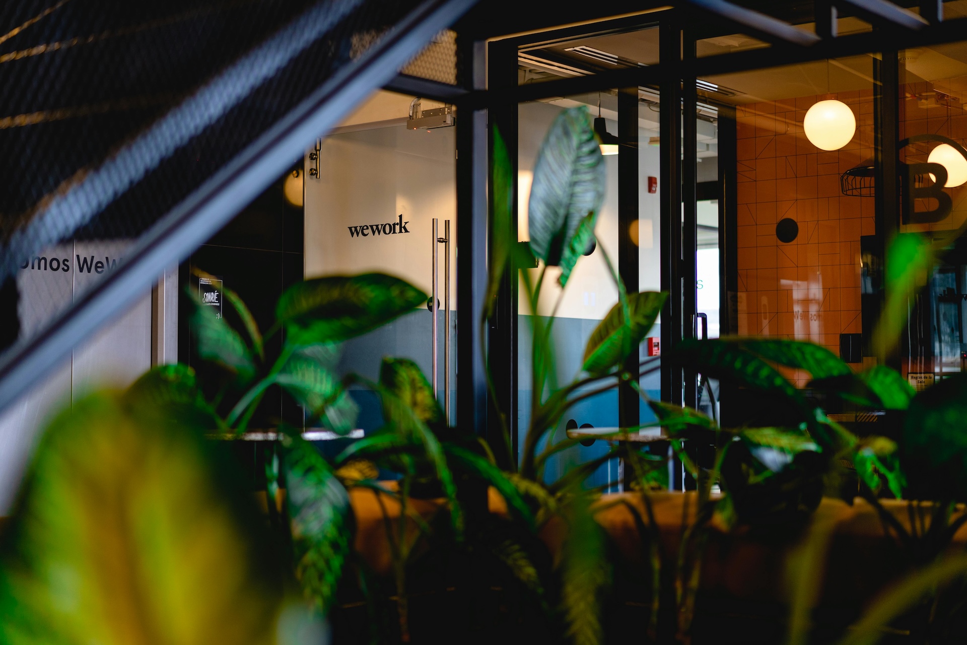 The best plants to use in the office